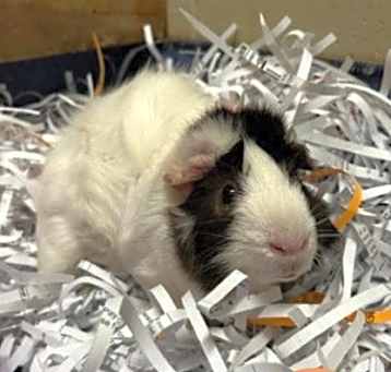 Photo of Darius