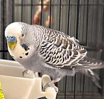 Photo of Roger