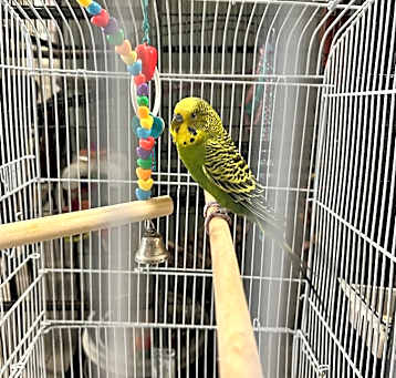 Photo of Freddie