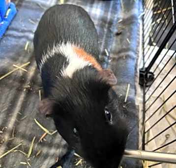 Photo of Zippo