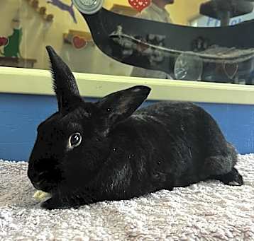 Photo of Bertie - Chino Hills Location