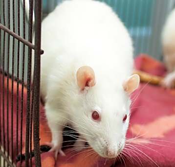 Photo of Casper