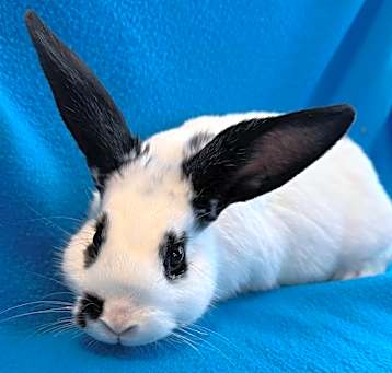 Photo of Smudge