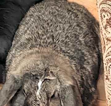 Photo of Delilah Bunny