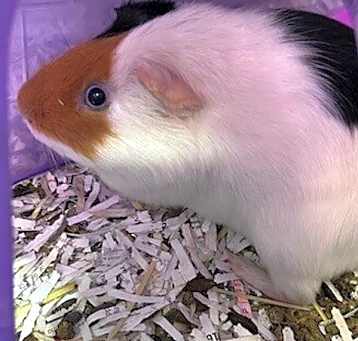 Photo of Harold