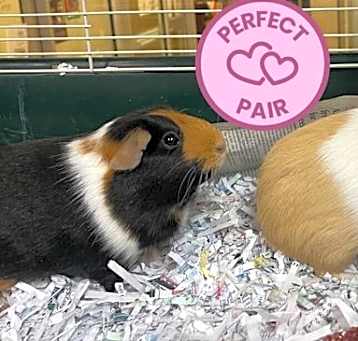 Photo of Banksy And Bugsy