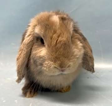 Photo of Lola