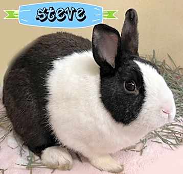 Photo of Steve
