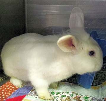 Photo of Cotton*