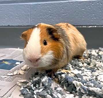 Photo of Atlas - Kitchener