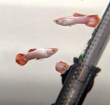 Photo of GUPPY 69