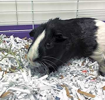 Photo of Oreo
