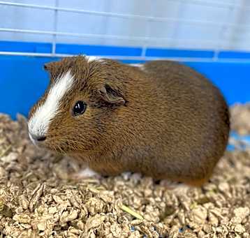 Photo of Snuggles