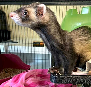 Photo of Brownie