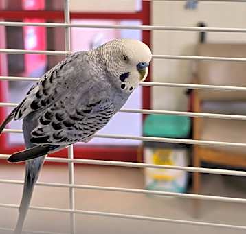 Photo of Goose
