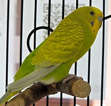 Photo of Gus
