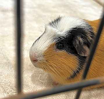 Photo of Potato