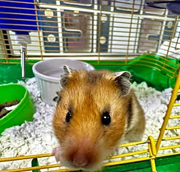 Photo of Buttercup