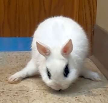 Photo of Ivorie