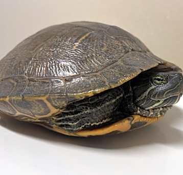 Photo of Bonk
