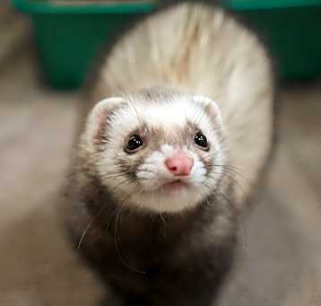 Photo of Dumpling