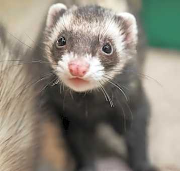 Photo of Caramel