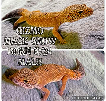 Photo of Gizmo