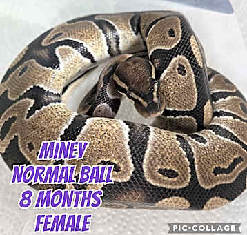 Photo of Miney