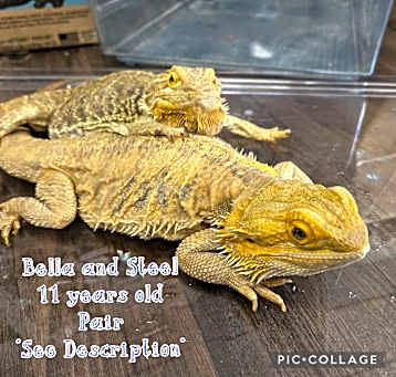 Photo of Bella