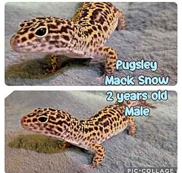 Photo of Pugsley