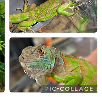 Photo of Dragon
