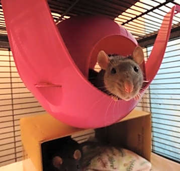 Photo of Susuki