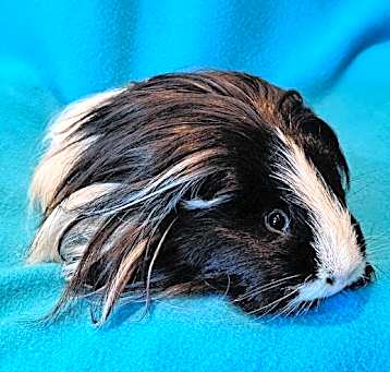 Photo of Buster