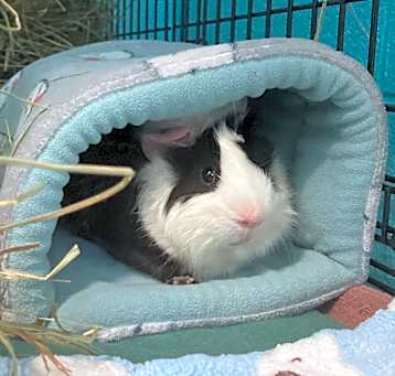 Photo of Moo