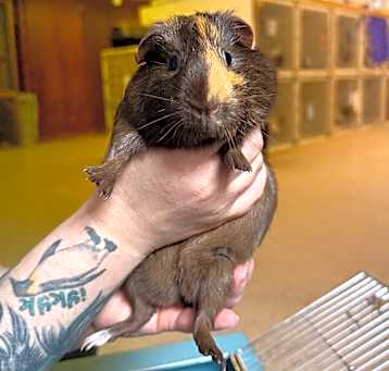 Photo of Cookie