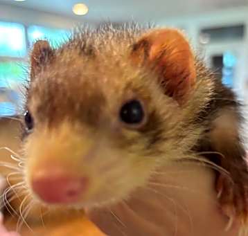 Photo of Nyla