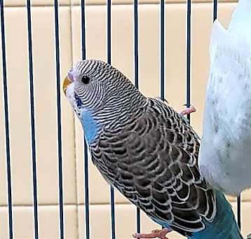 Photo of BLUE