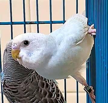 Photo of JEWEL