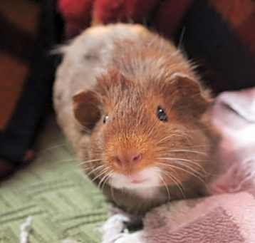 Photo of Brownie