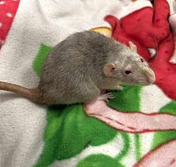 Photo of Stevie * Bonded With Snowie