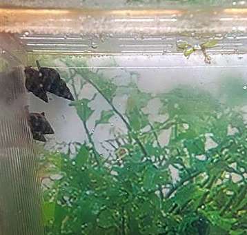 Photo of ASSASSIN SNAIL 13