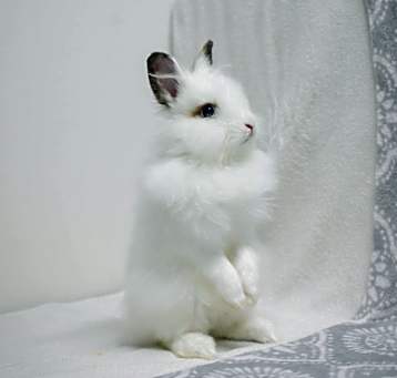 Photo of Kobie