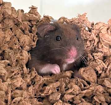 Photo of GRYZ