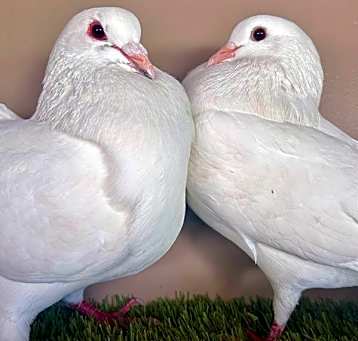 Photo of Howl And Sophie