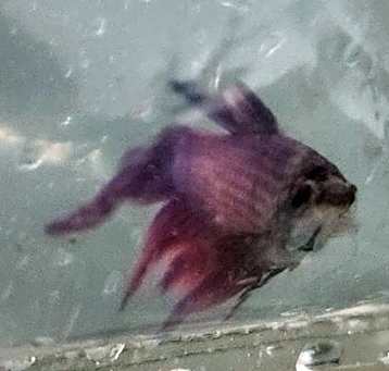 Photo of BIG RED