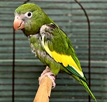 Photo of Buddy
