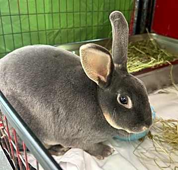 Photo of NIBBLES