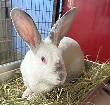 Photo of TROLLI