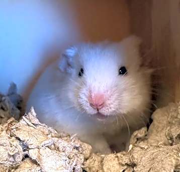 Photo of TEDDIE