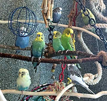 Photo of BLUEY
